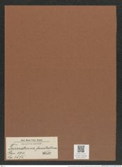 Triceratium fenestratum Witt. (de-Toni-Nr.: Genus 140, Species 3875) Zeichnungen Sammlung Grunow Mappe 03912 (Herbarium_W_Grunow_drawings_Folder_03912)